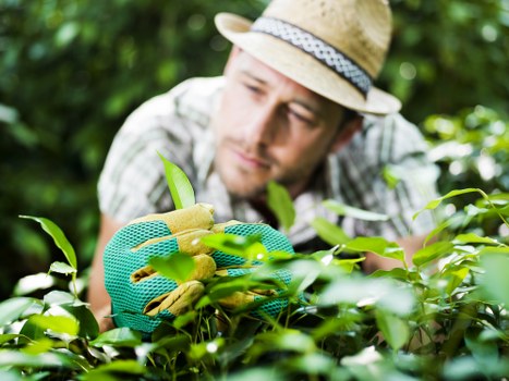 Tree surgeons in Sutton managing tree care with skilled equipment and expertise