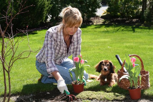 Emergency tree surgery after storm damage in Sutton